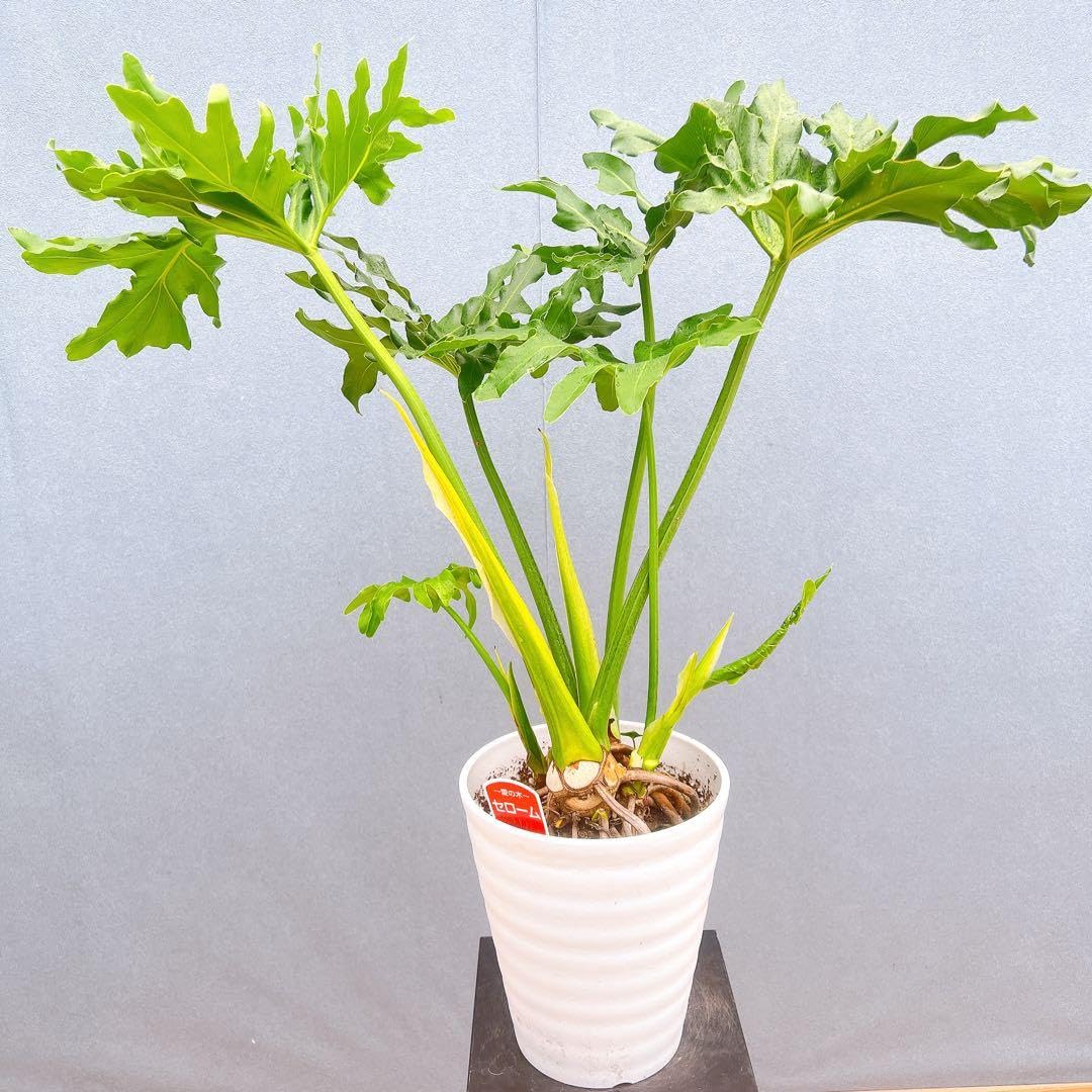 Amazon｜フィロデンドロン セローム 幹上がり 1番 観葉植物 ドライ